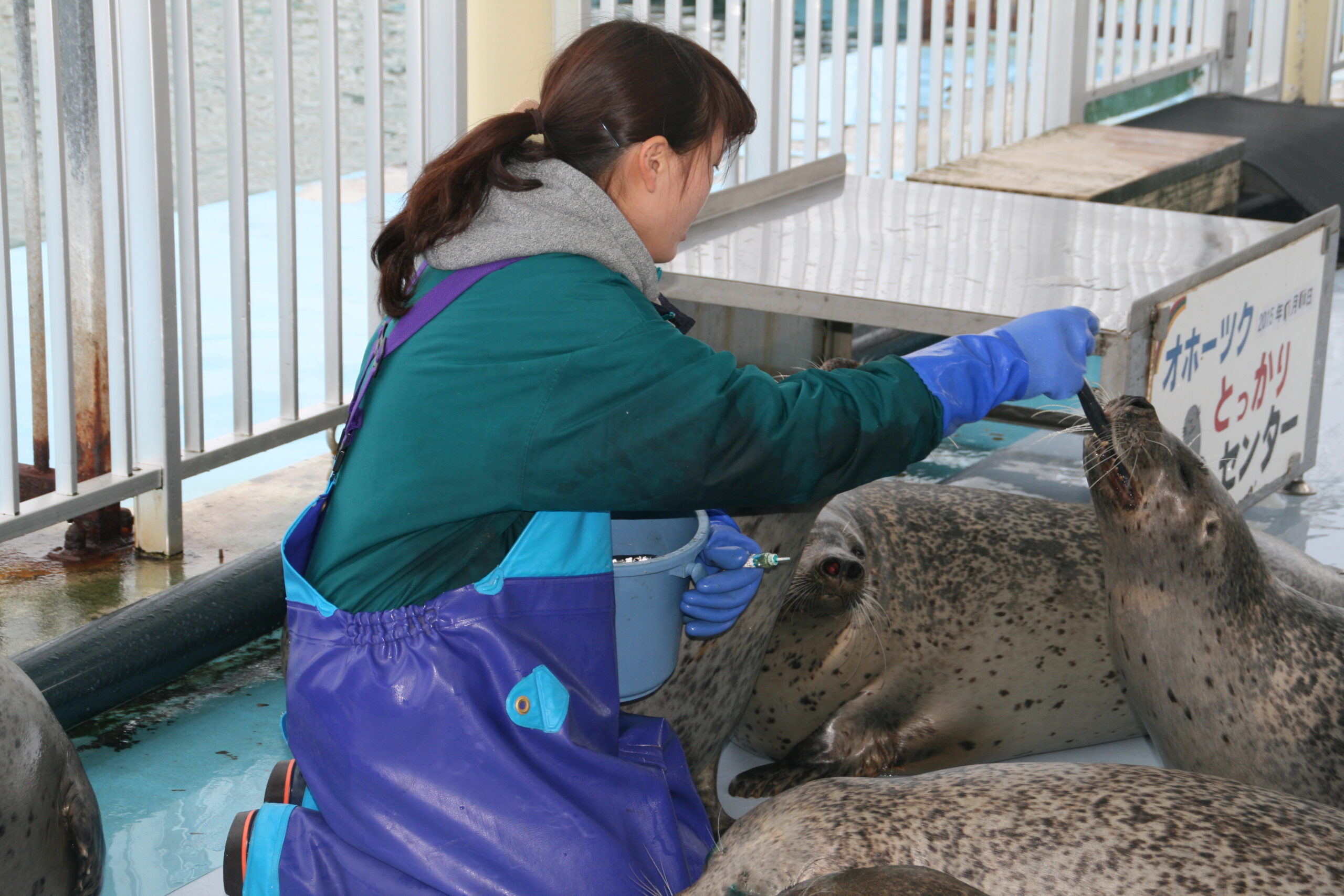 Okhotsk Tokkari Center Sealland
